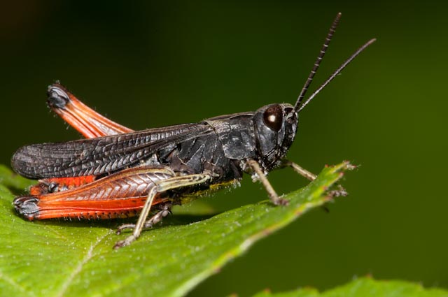 Omocestus rufipes